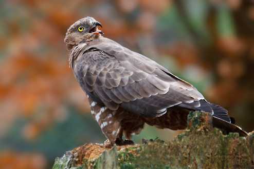 Wespenbussard (Pernis apivorus)