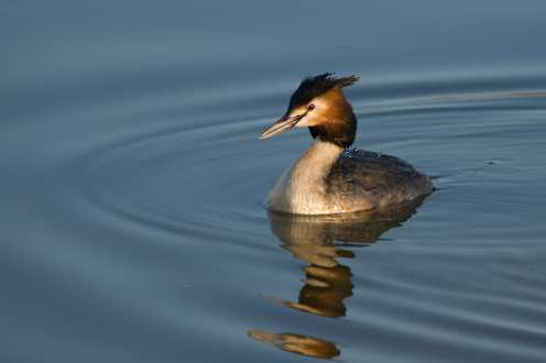 Haubentaucher (Podiceps cristatus)