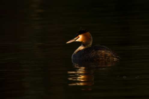 Haubentaucher (Podiceps cristatus)