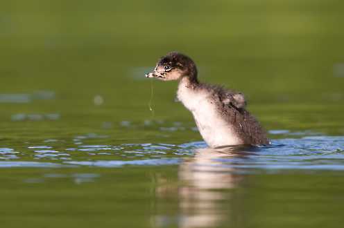 Junger Schwarzhalstaucher (Podiceps nigricollis)