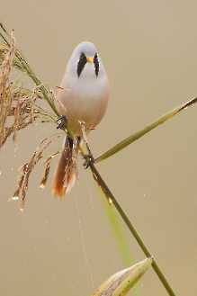 Bartmeise (Panurus biarmicus)