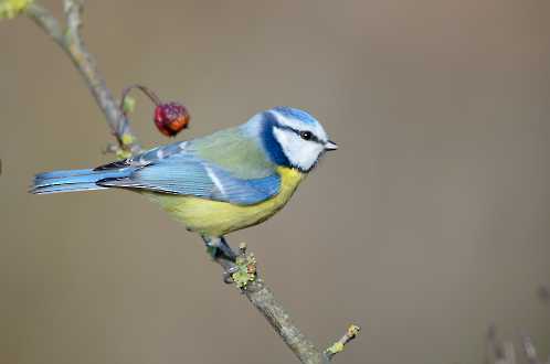 Blaumeise (Parus caeruleus)