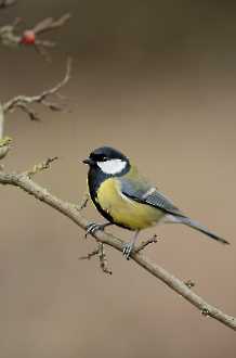 Kohlmeise (Parus ater)