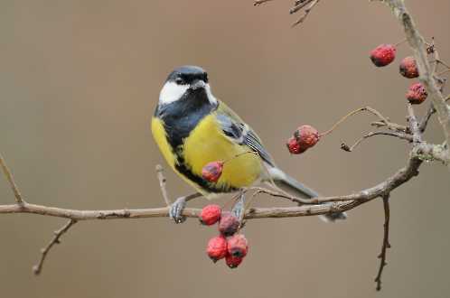 Kohlmeise (Parus ater)