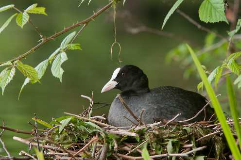 Blässhuhn (Fulica atra) auf dem Nest