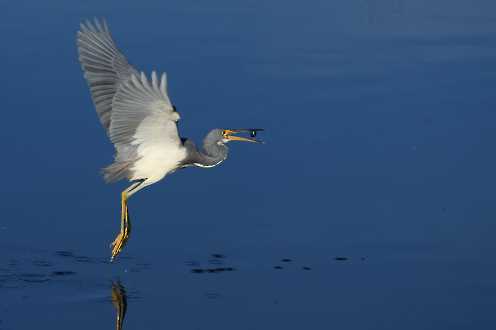 Dreifarbreiher mit Fisch (Egretta tricolor)