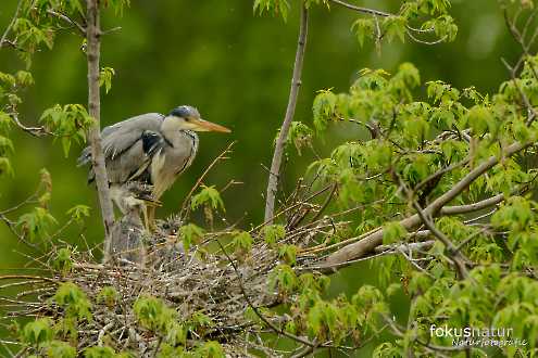 Graureiher (Ardea cinerea) in der Kolonie