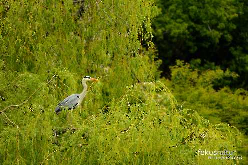 Graureiher (Ardea cinerea) in der Kolonie