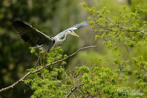 Graureiher (Ardea cinerea) in der Kolonie