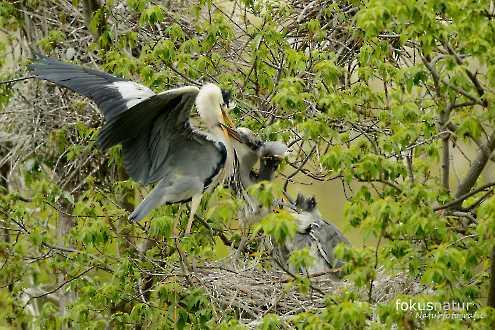 Graureiher (Ardea cinerea) in der Kolonie