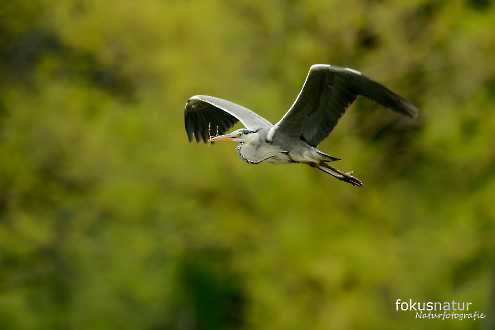 Graureiher (Ardea cinerea) in der Kolonie