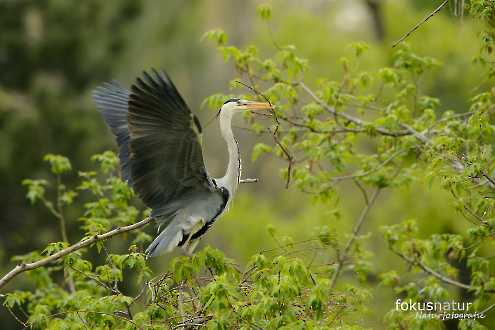 Graureiher (Ardea cinerea) in der Kolonie