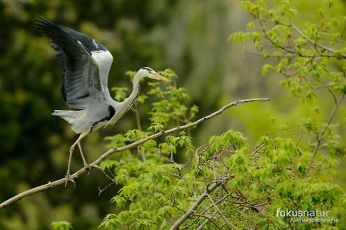 Graureiher (Ardea cinerea) in der Kolonie