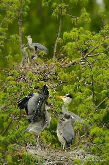 Graureiher (Ardea cinerea) in der Kolonie