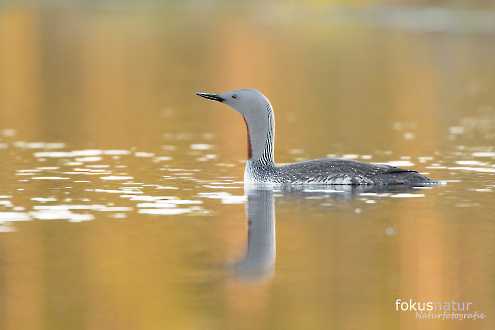 Sterntaucher (Gavia stellata)