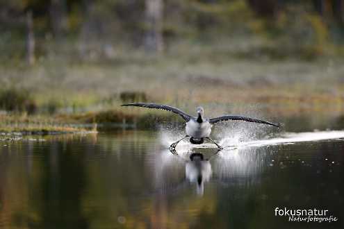 Sterntaucher (Gavia stellata)