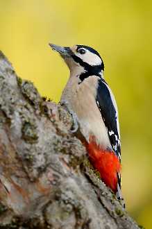 Buntspecht (Dendrocopos major)