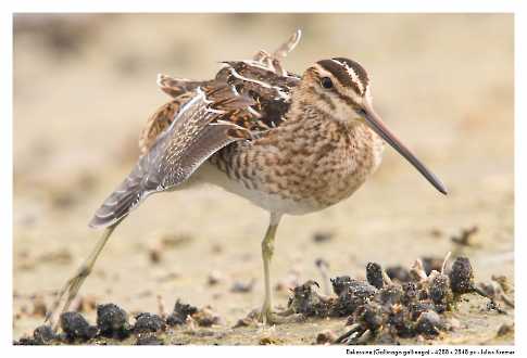 Bekassine (Gallinago gallinago)