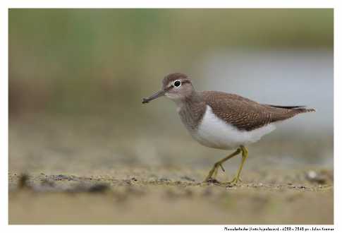 Flussuferläufer (Actitis hypoleucos)