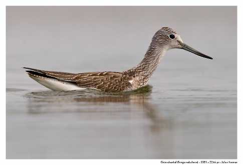 Grünschenkel (Tringa nebularia)