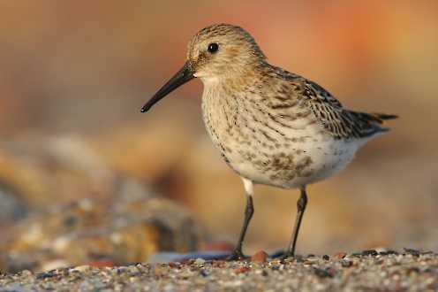 Alpenstrandläufer (Calidris alpina)