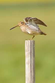 Bekassine (Gallinago gallinago)