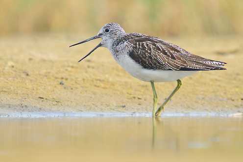 Grünschenkel (Tringa nebularia)