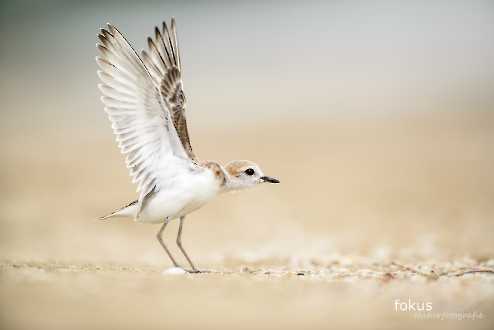 Malaienregenpfeifer (Charadrius peronii)