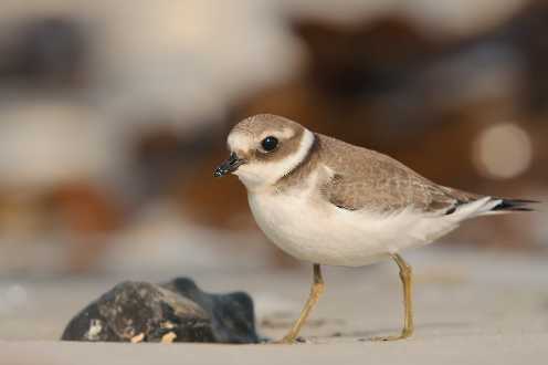 Sandregenpfeifer (Charadrius hiaticula)