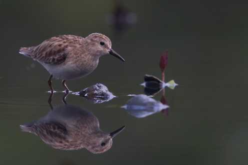 Wiesenstrandläufer (Calidris minutilla)