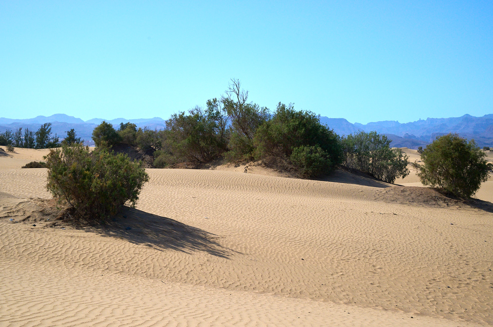 Vegetationsreiche Bereiche in den Dünen von Maspalomas