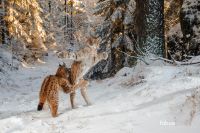 Im Luchsland - Wilde Luchse im Bayerischen Wald