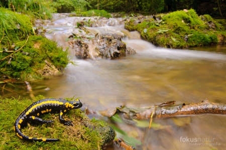 Feuersalamander im fließenden Bach