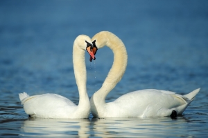 Schwäne am Flaucher