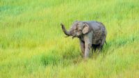 Naturfotografie-Urlaub in Thailand