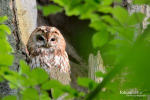 Waldkauz im Englischen Garten