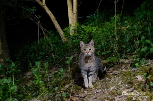 &quot;Wilde&quot; Katze tappt in die Kamerafalle