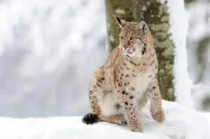 Luchs im Winter