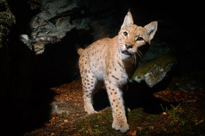 Ein Luchs durchstreift den Bayerischen Wald