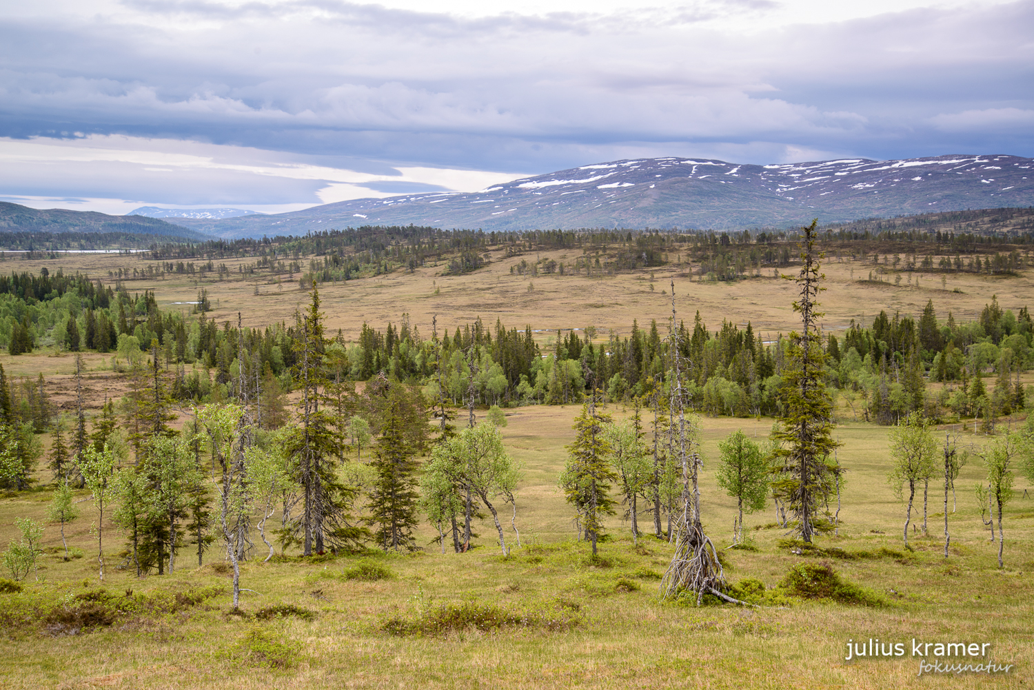 Norwegischer Wald