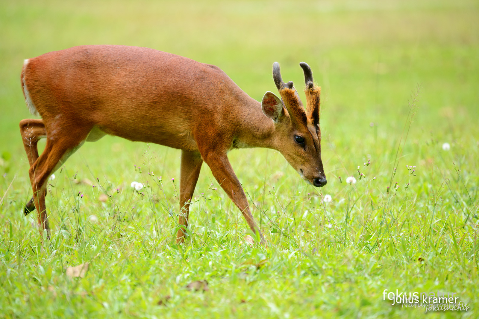 Indischer Muntjak (Muntjacus muntjak)