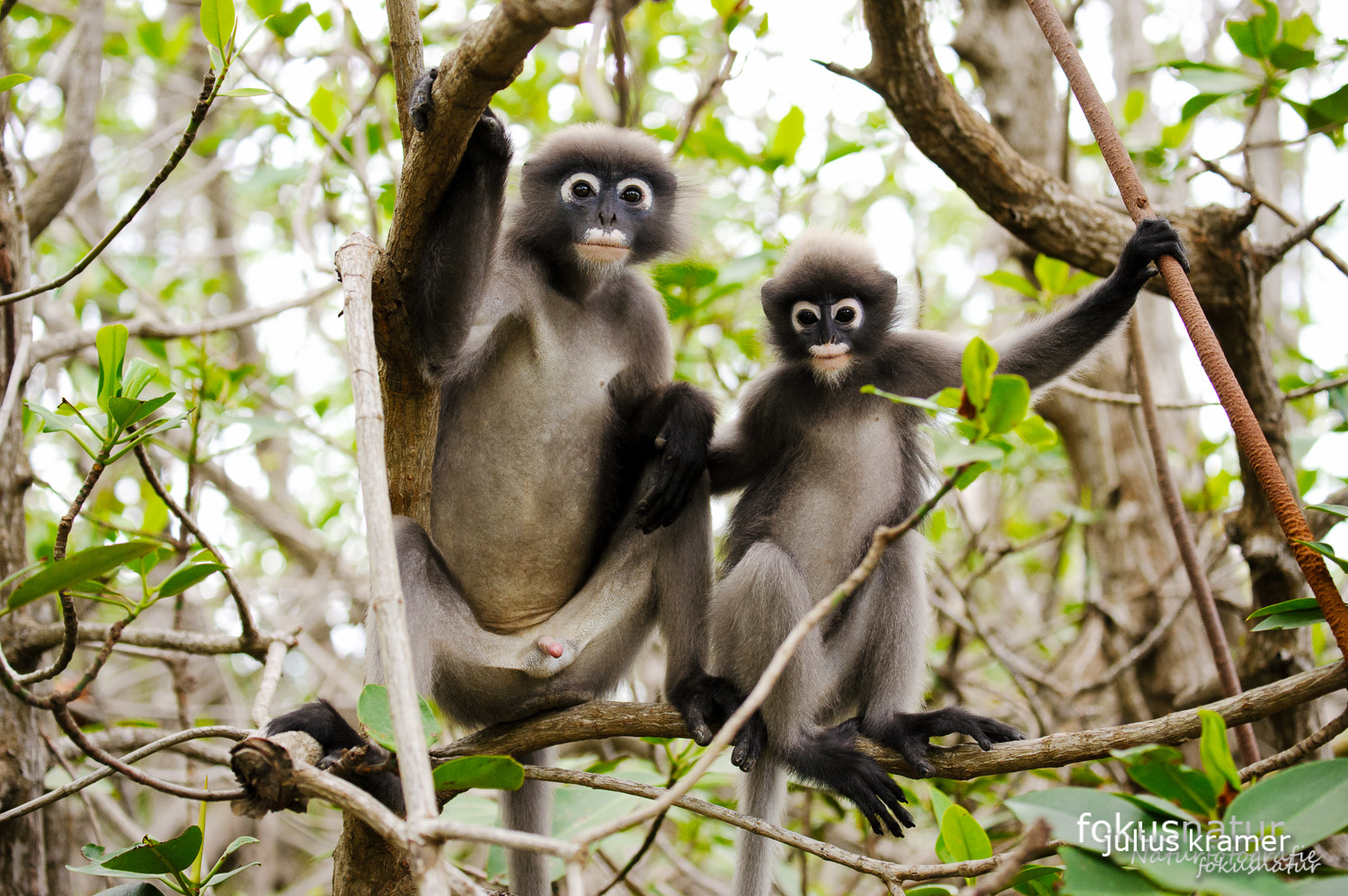 Südlicher Brillenlangur (Trachypithecus obscurus)