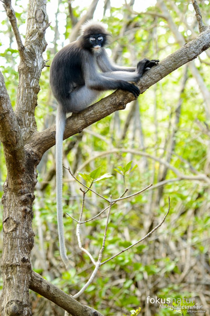 Südlicher Brillenlangur (Trachypithecus obscurus)