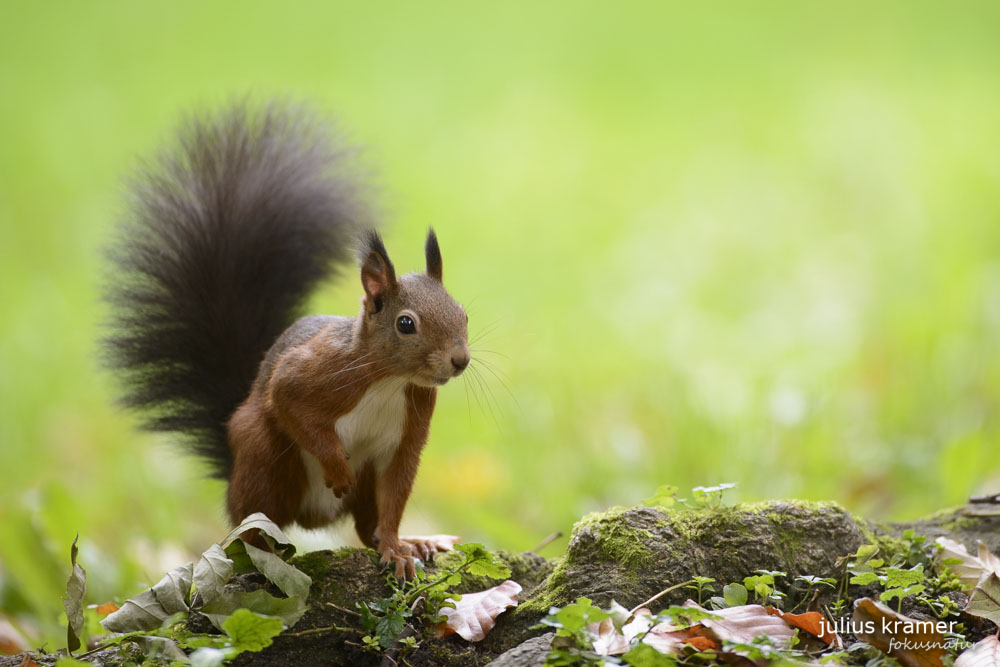 Eichhörnchen (Sciurus vulgaris)