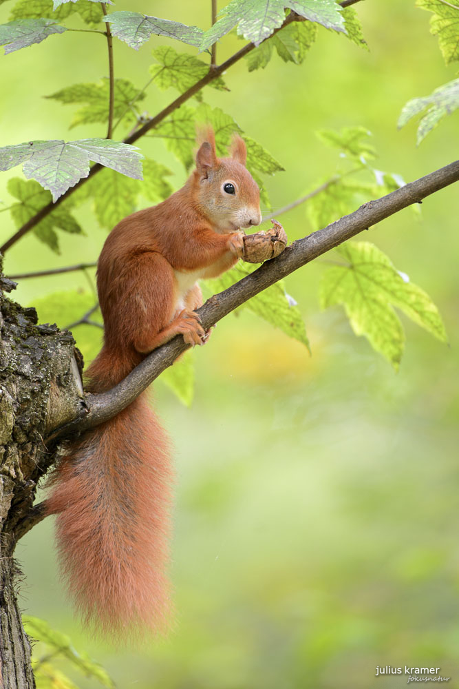 Eichhörnchen (Sciurus vulgaris)