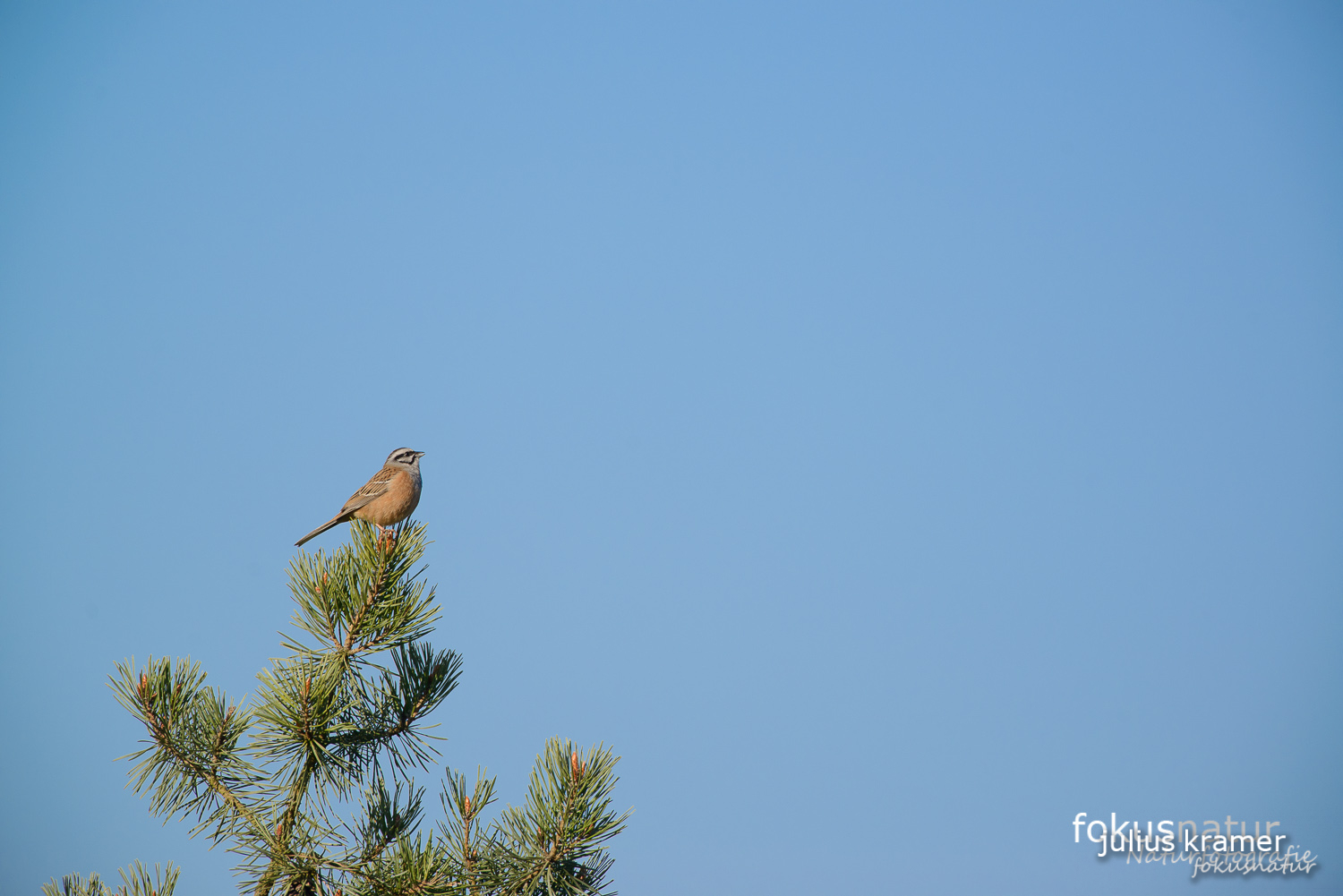 Zippammer (Emberiza cia)