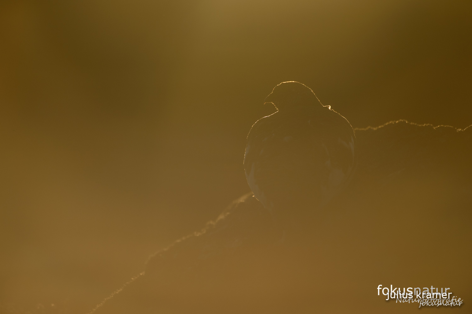 Alpenschneehuhn (Lagopus mutus)