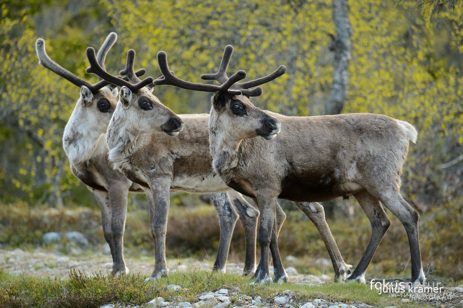 Rentier (Rangifer tarandus)