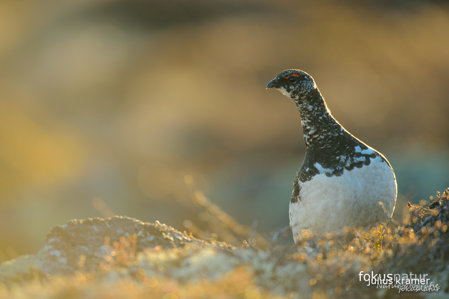 Alpenschneehuhn (Lagopus mutus)