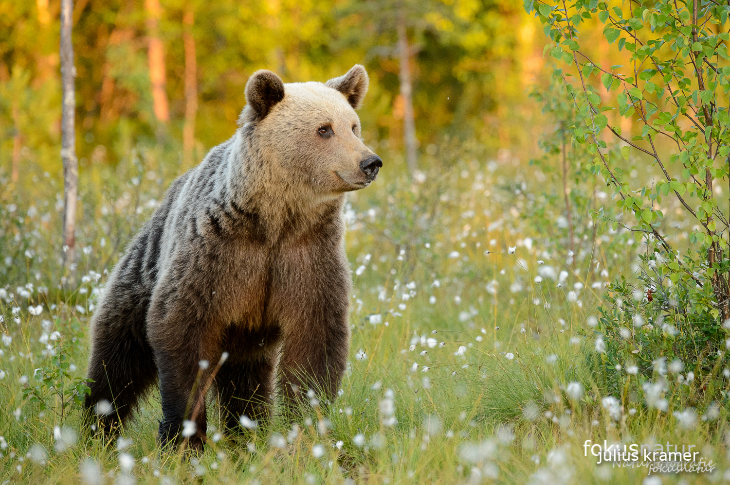 Wilder Braunbär (Ursos arctos)